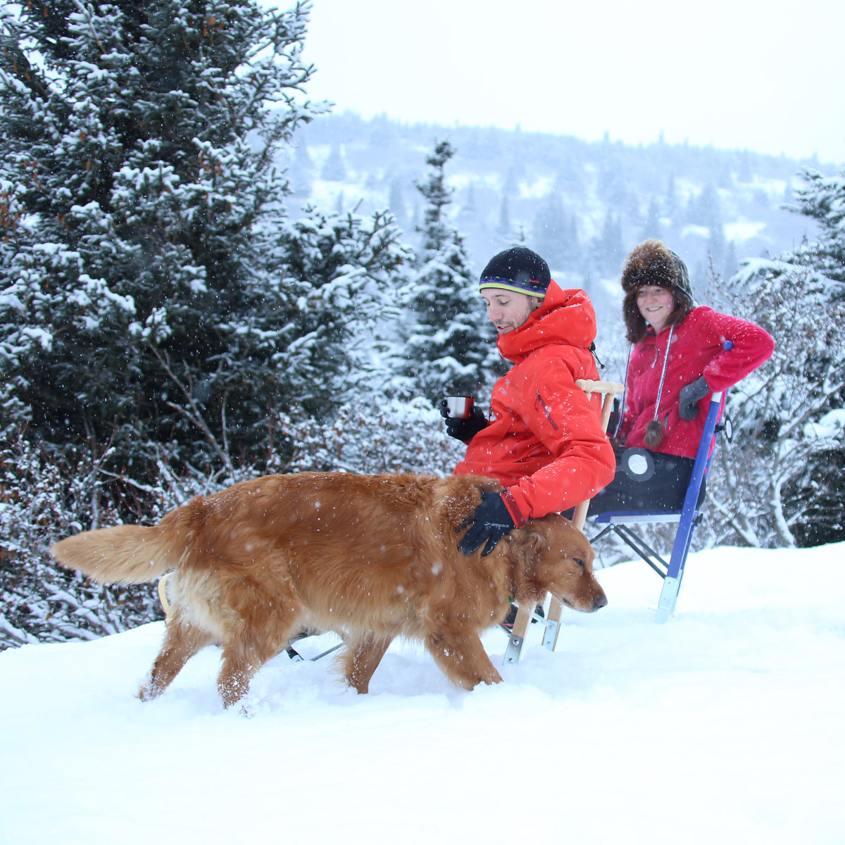Kicksled Alaska Folding Your Kicksled & Attaching Dogs